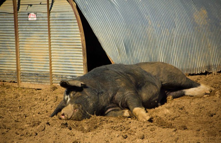 Blue Hill Stone Barn Bershire pig