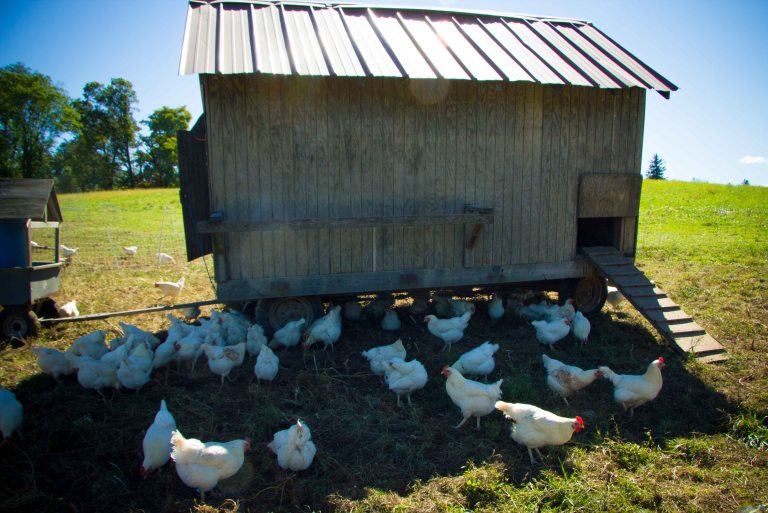 Blue Hill Stone Barn chicken