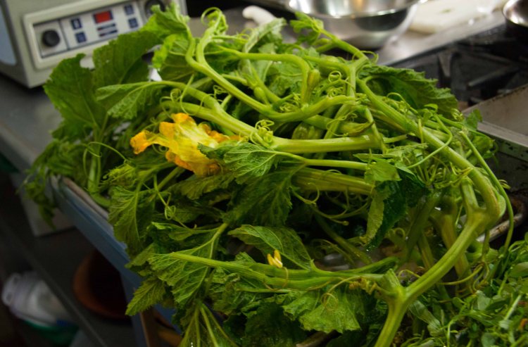 The guias (squash stems) for the soap de guias.