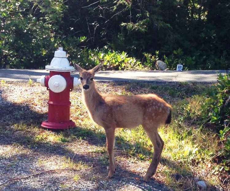 Tofino deer