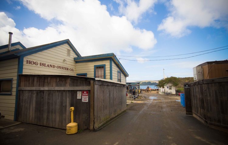 Hog Island Oyster Tomales Bay