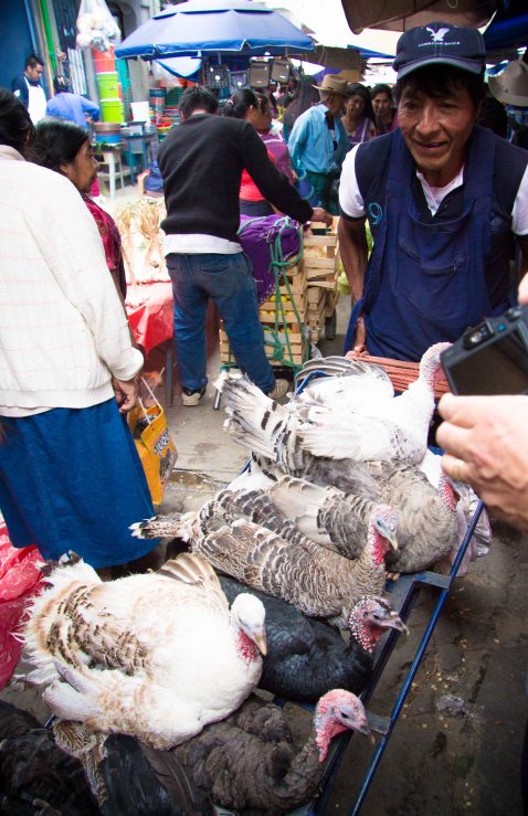 Oaxaca Ocotlan turkey