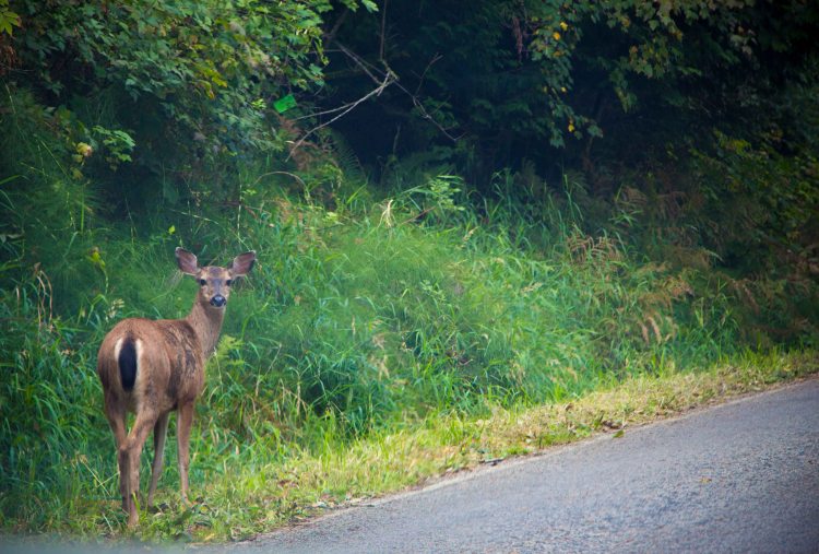 And of course there was a deer at the side of the road.