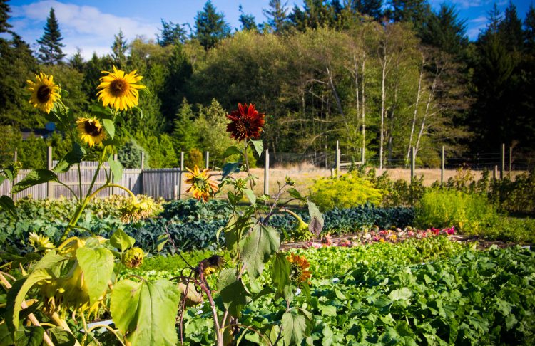 "Lummi Willows Loganita farm"