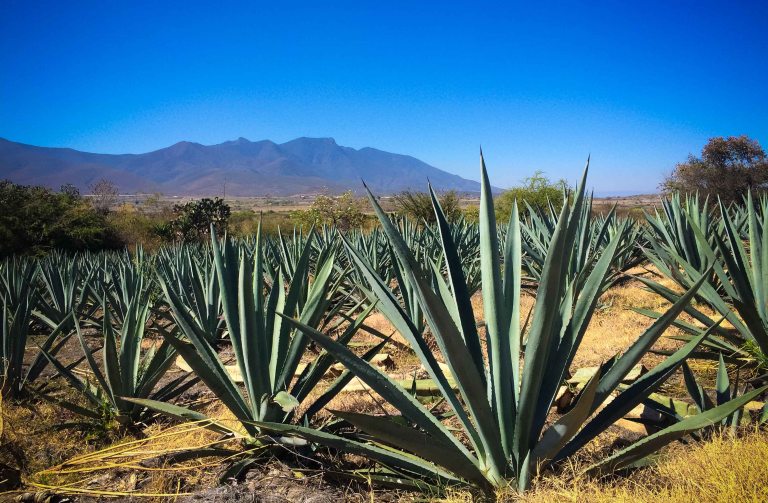 Agave Matatlan Oaxaca