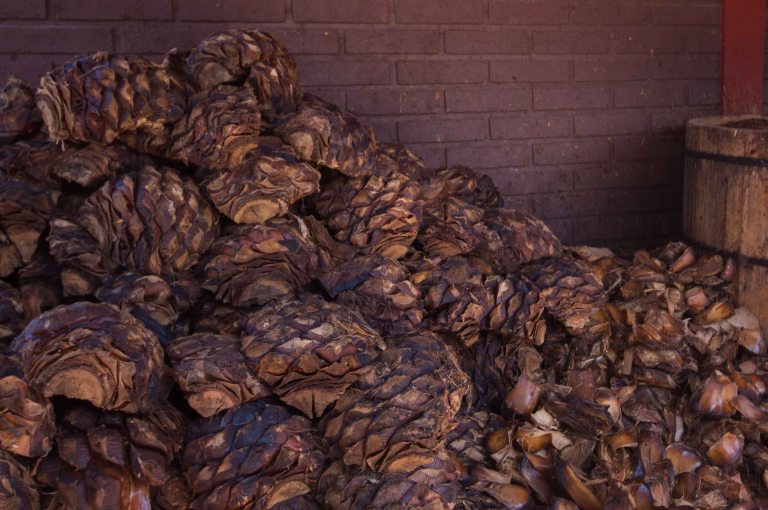 Agave roasted mal de amor matatlan oaxaca