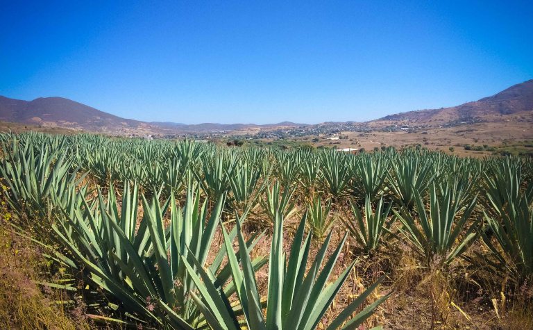 San Pablo Guila Oaxaca