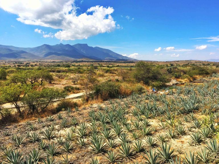 Matatlan mezcal Oaxaca