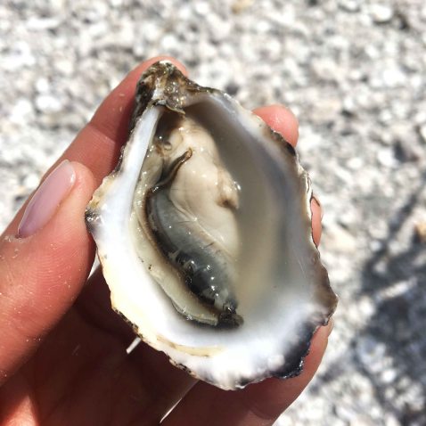 Taylors shellfish shigoku