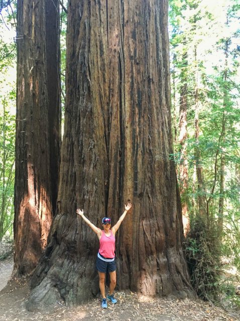 Armstrong Redwoods susy bando