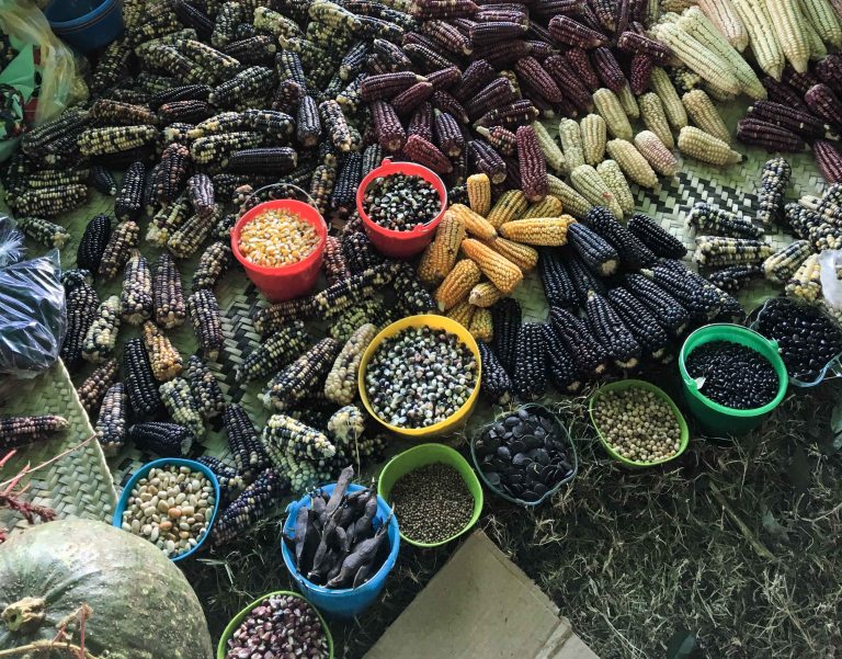 Agrobiodiversity Fair corn