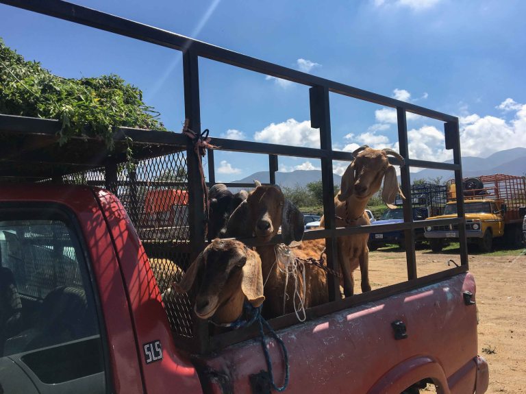 Baratillo Ocotlan Oaxaca goat