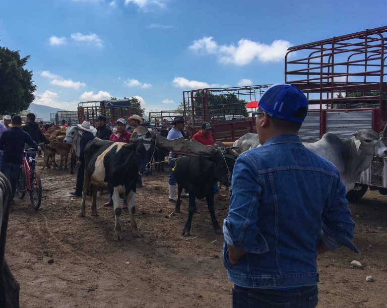 Omar Baratillo Oaxaca