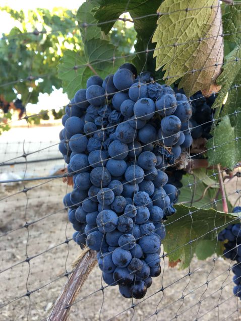 ATP Guadalupe Valley grapes