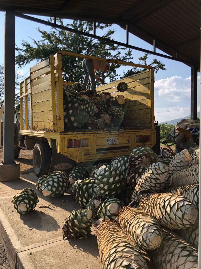 Lalocura mezcal Oaxaca Minas espadin